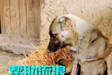生完小狗多久可以出去（了解适当的时间和条件，保证宠物的健康与安全）