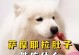 以萨摩耶一月后的饮食指南（以萨摩耶的健康饮食计划及营养需求解析）