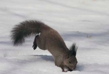 雪地松鼠的饲养技巧（一步步教你如何打造一个舒适的家园）