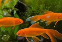 黑裙鱼饲养指南（打造优美水族箱环境，让黑裙鱼快乐健康成长）