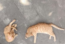 小猫一个月在地板上冷吗？（探究小猫在地板上过冬的温度适应能力）