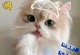 猫吃什么可以吐毛？（了解猫咪的胃肠道健康是关键）