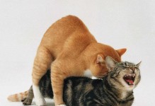 母猫打完疫苗多久可以交配（养猫人士必看！掌握母猫交配时间的关键）