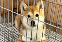 以好狗有哪些品种？（探索不同品种的好狗世界）