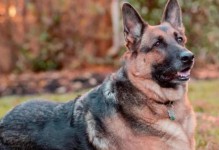 德国牧羊犬的饮食养护（探索德国牧羊犬的健康饮食秘籍）