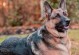 德国牧羊犬的饮食养护（探索德国牧羊犬的健康饮食秘籍）