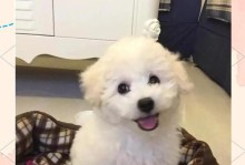 狗狗耳螨是什么？预防和治疗方法有哪些？（了解狗狗耳螨，守护你的宠物健康）