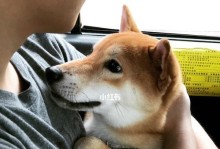 狗买回来多久可以出门？（宠物狗适合出门的时间和注意事项）