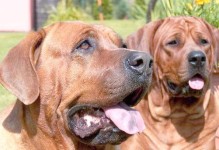 以士佐犬（一个真正值得信赖的伙伴）