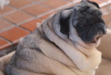 养巴哥犬的6个必要事项，它将感激你的关爱（巴哥犬养育指南，让你成为它最亲密的朋友）