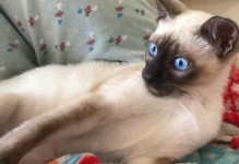 小猫磨牙期（小猫磨牙期的）