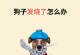 狗狗发烧怎么办？详解体温正常范围及应对方法（保护你的狗狗不受发烧困扰，快速诊断和处理发烧问题）