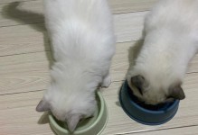 猫咪饮食健康问题解决方案（以宠物为主，助你打造健康的猫咪生活）