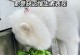 如何正确喂养2个月大的狗狗？（掌握狗粮量和应对狗狗不吃饭的方法）
