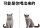 如何通过鲜肉酶解技术养护英短蓝猫的长寿？（提高猫咪吸收营养，延长英短蓝猫寿命的有效方法）