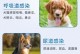 治疗狗感冒流涕的关键针剂（为你的爱犬提供最佳的治疗方案）