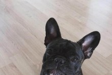法斗的魅力与养护（了解法国斗牛犬的优缺点，让它成为你的理想宠物）