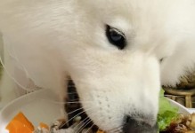 以萨摩给他吃什么能长得好看（揭秘以萨摩美容食谱，让你的宠物更迷人）
