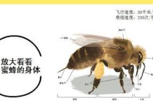 平原囊鼠的饲养方法（科学养殖，健康增产）