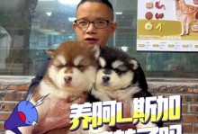 训练阿拉斯加犬听话的有效方法（以想要阿拉斯加犬听话该怎么训？）