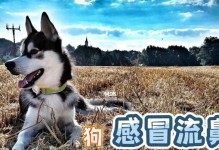 宠物狗流鼻涕恶心想吐，可能是这些原因（排除犬瘟、犬流感，主人也要注意自身卫生）