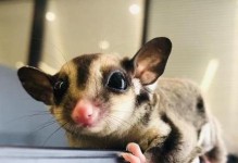 低泡飞鼠的饲养方法（打造温馨家庭的小小宠物之旅）