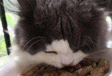 夏季宠物猫咪不吃东西的原因及解决方法（解读猫咪厌食的几大原因及如何让它重新进食）