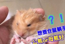 仓鼠太凶了？探究背后原因与应对方法（揭秘仓鼠凶猛行为的原因，教你如何与其建立亲密关系）