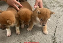 狗狗突然死亡（疫苗注射引发的神秘悲剧，主人们的质疑与疑虑）