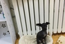 如何训练泰迪犬作揖（培养可爱的泰迪犬做揖的技巧与方法）