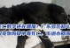 狗的必死食物（以狗吃什么会立即死亡为主题的食品安全指南）