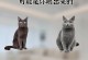 英短蓝猫一窝的繁殖能力究竟有多强大？（探究英短蓝猫的生育能力及其对养殖业的影响）