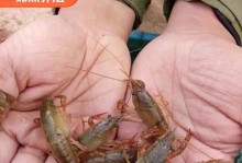 小龙虾的饮食与养殖注意事项（了解小龙虾的饮食习性，合理养殖你的小龙虾）
