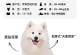 剃毛后多久能长出美丽的萨摩耶毛发？（探究萨摩耶剃毛后毛发再生周期及护理技巧）