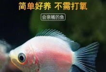 接吻鱼饲养指南（建立快乐的宠物生活）