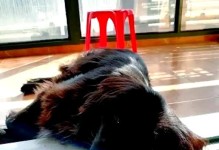 狗狗一夜之间后腿无力的原因及处理方法（了解狗狗后腿无力的原因，及时采取措施帮助恢复）