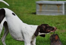 英国猎狐犬的饲养方法（了解猎狐犬的性格，科学合理地饲养你的爱宠）