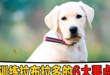 拉布拉多饲养演变史（从狩猎犬到宠物，一只狗的成长）