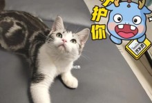 宠物失禁原因分析——猫咪大小便失禁的解决方法（探究猫咪大小便失禁的根源，如何有效解决）