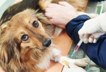 泰迪狗打疫苗详解（以宠物为主，预防为先！泰迪狗打疫苗多少钱？）