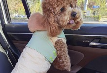 泰迪犬的标准体重及正确照顾方法（掌握泰迪犬的理想体重，享受健康快乐的生活）