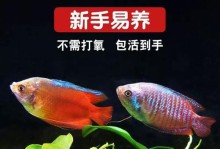 如何科学饲养接吻鱼（从水质到饲料，全面解读接吻鱼饲养技巧）