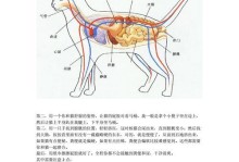 如何成功饲养沼泽田鼠（经验分享、注意事项与成果展示）