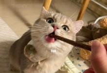 法斗换牙时间及注意事项（了解法斗换牙过程，给它们正确的关怀）