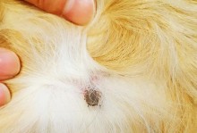 狗身上长蜱虫的原因及解决方法（揭开狗身上蜱虫滋生的秘密，保护宠物健康）