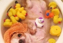 比特犬洗澡的最佳时间选择（掌握正确的洗澡时间，让比特犬保持健康与舒适）