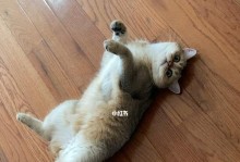 猫咪露肚皮打滚的乐趣（探究猫咪为何爱露肚皮，看看它们在打滚中的快乐表现）