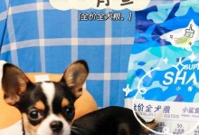 探秘吉娃娃（了解吉娃娃的起源、特征和养护技巧）