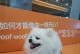 泰迪剃光毛注意事项（如何正确剃光泰迪毛发）