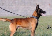 比特犬驱虫的重要性及驱虫周期（保护你的比特犬免受寄生虫侵害，驱虫是必不可少的）
